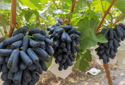 🔥Last Day 50% OFF 🍇 High-Quaility Sapphire Grapes Seeds🍇✨ 98% Germination（High Yield）🌱BUY 1 GET 1 FREE! 🌱🌿