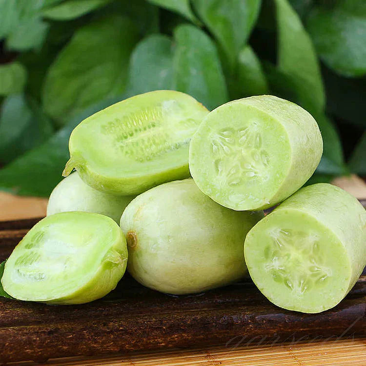 Golden Lady Cucumber